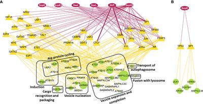 Computational prediction and experimental validation of Salmonella Typhimurium SopE-mediated fine-tuning of autophagy in intestinal epithelial cells